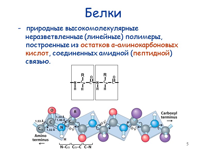 5 Белки  -  природные высокомолекулярные неразветвленные (линейные) полимеры, построенные из остатков α-аминокарбоновых